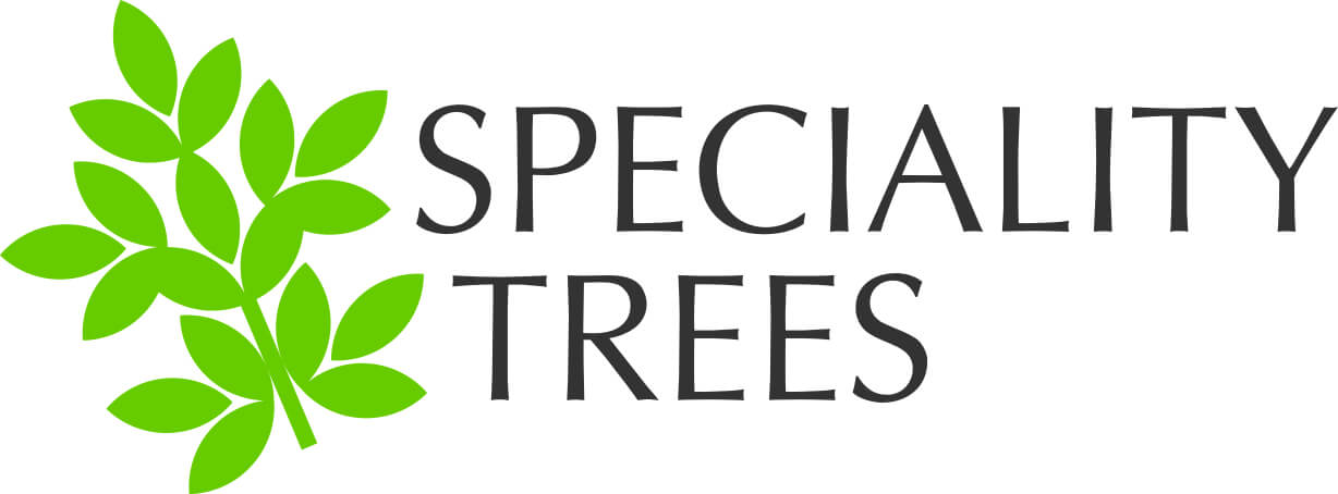 Lime Green Foliage Selections - Tree Selections - Speciality Trees